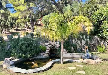 Royal palm jardin