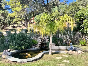 Royal palm jardin